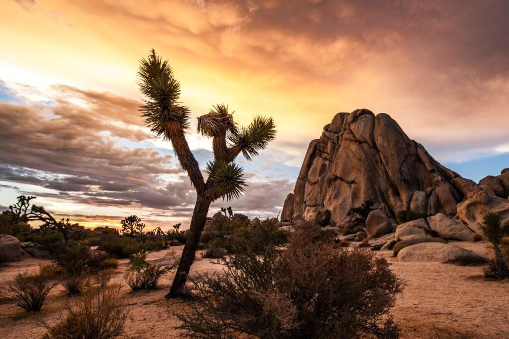 Joshua Tree National Park